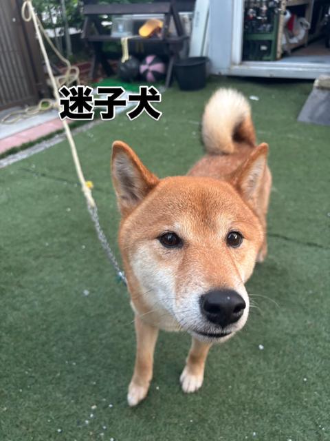 保護犬No.0373の写真