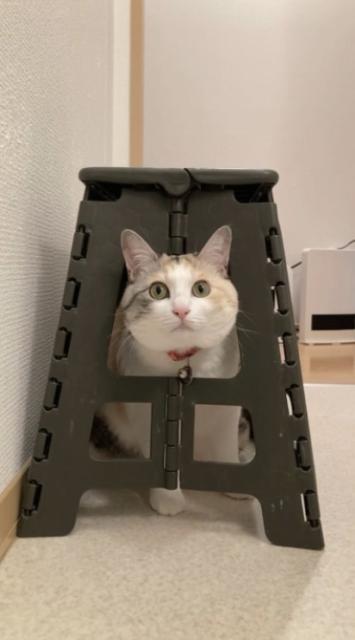 迷子猫No.1894の写真