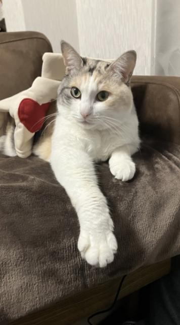 迷子猫の写真2
