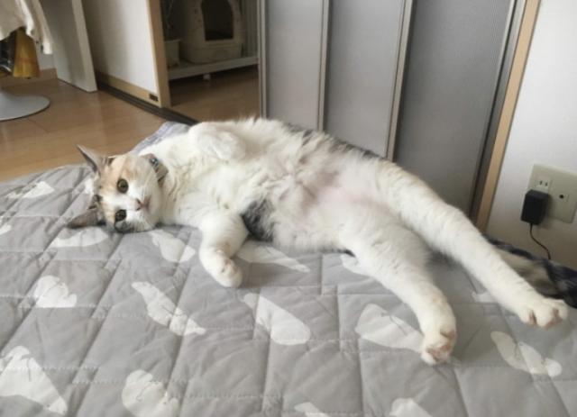 迷子猫の写真3