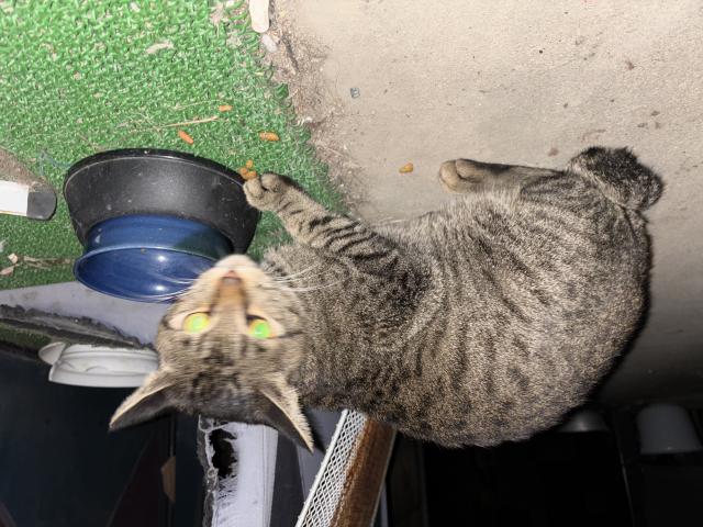 保護猫No.0383の写真