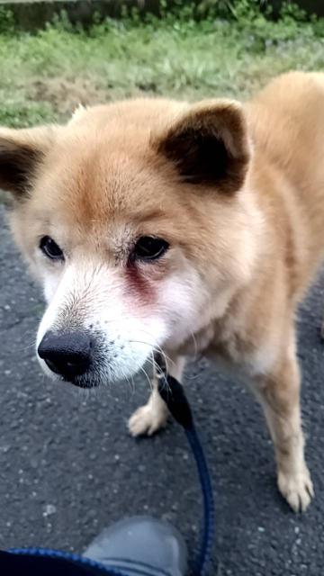 迷子犬No.1786の写真