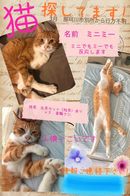 迷子猫の写真1