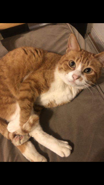 迷子猫の写真2