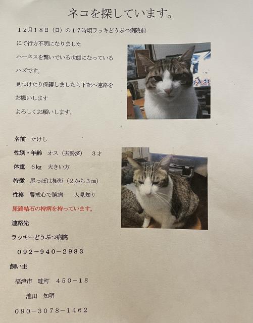 迷子猫の写真1