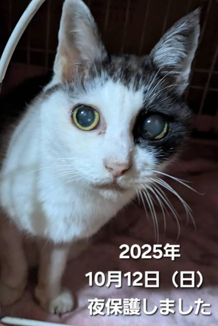 保護猫No.0377の写真