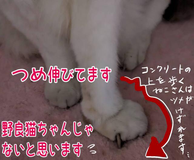 保護猫の写真3