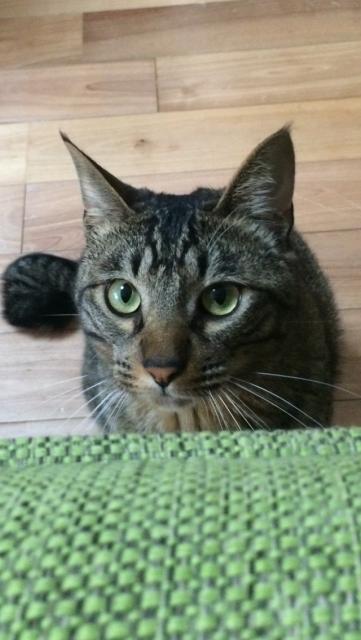 迷子猫の写真1