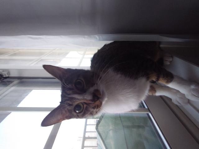 迷子猫の写真1