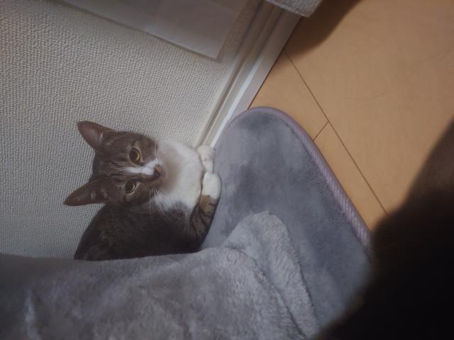 迷子猫の写真2