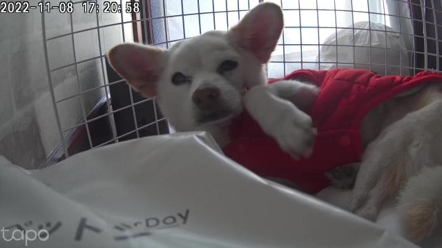 迷子犬の写真1