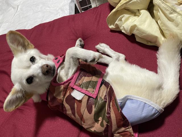 迷子犬の写真2