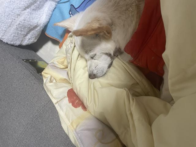 迷子犬の写真3