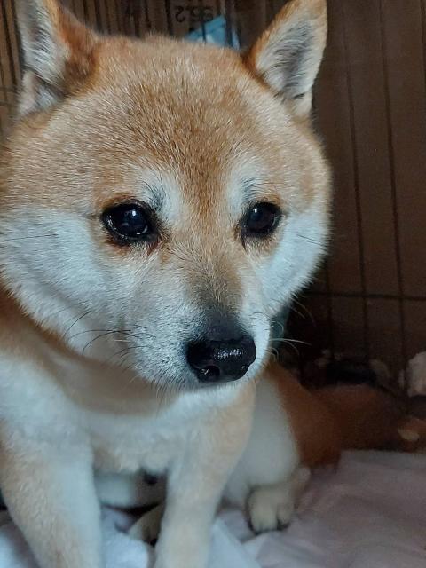 迷子犬の写真2