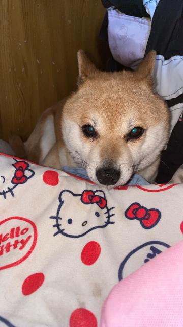 迷子犬の写真3