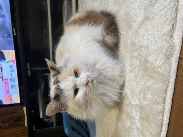 迷子猫No.2084の写真