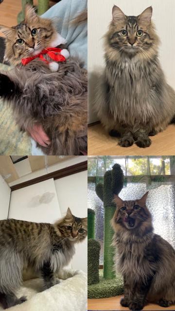 迷子猫No.1801の写真