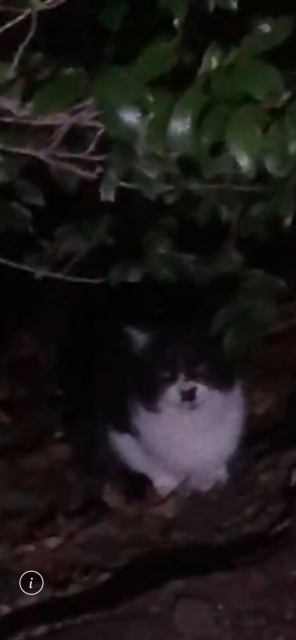 保護猫No.0405の写真