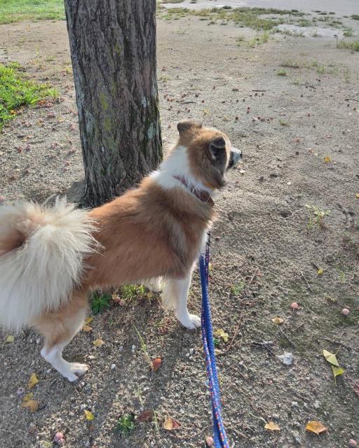 迷子犬の写真2