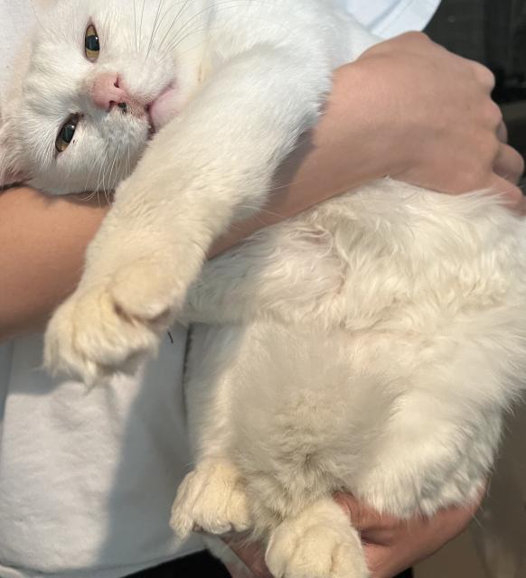 保護猫の写真2