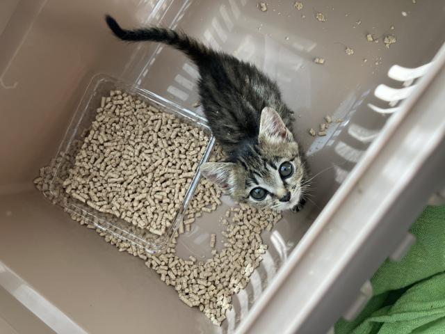 保護猫No.0216の写真