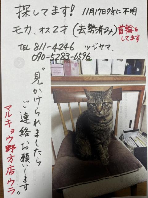 迷子猫No.2002の写真