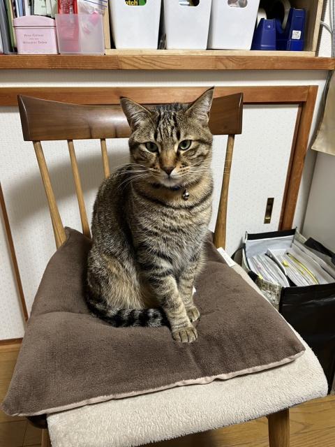 迷子猫の写真2