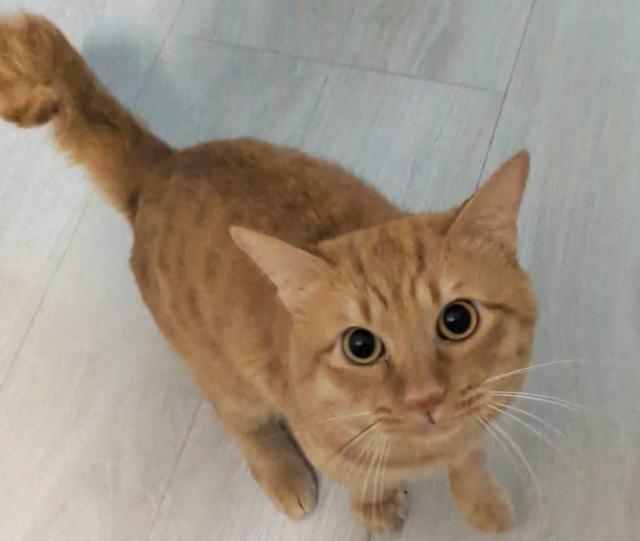 迷子猫No.1891の写真