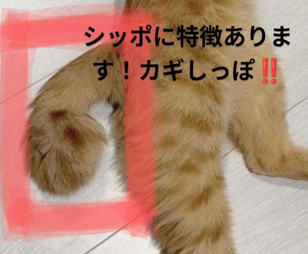 迷子猫の写真2