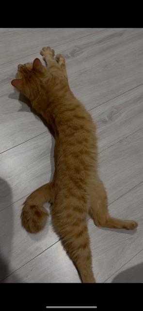迷子猫の写真3