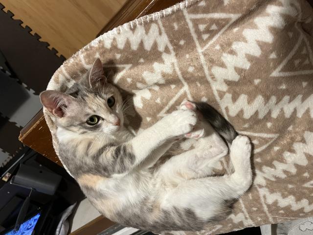 迷子猫の写真1