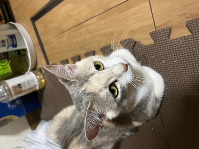 迷子猫の写真2