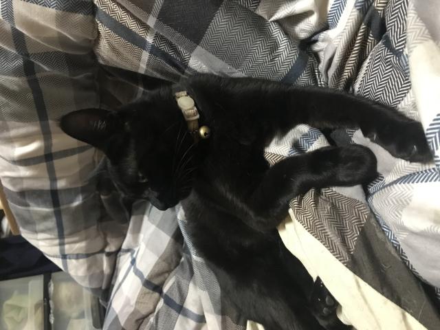 迷子猫No.1841の写真