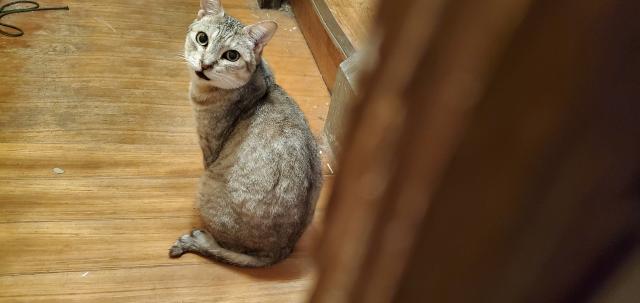 迷子猫の写真1