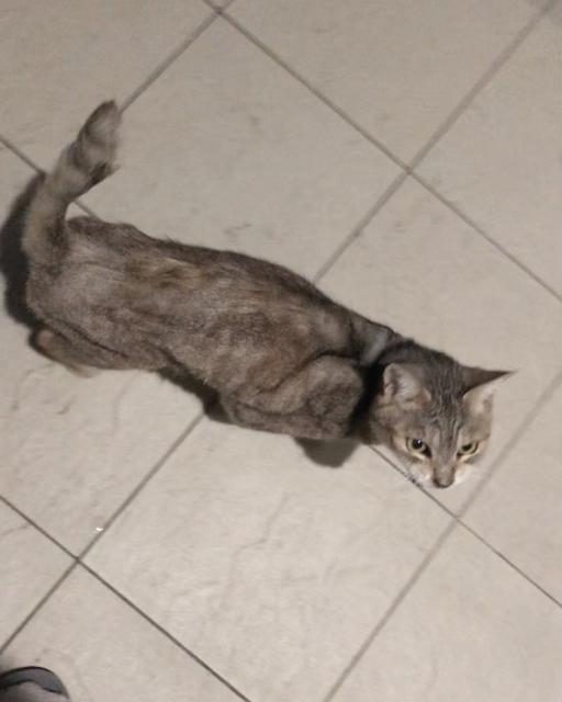 迷子猫の写真2