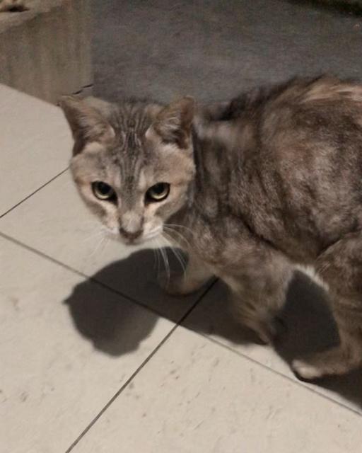迷子猫の写真3