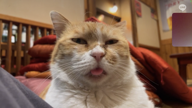 迷子猫の写真1