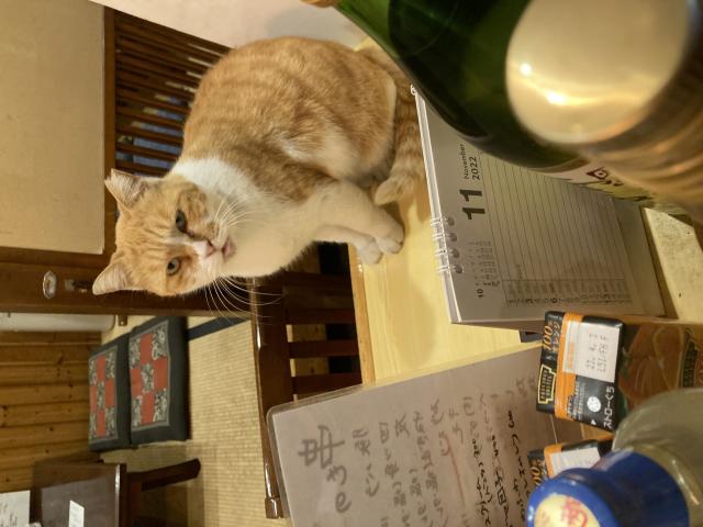 迷子猫の写真2