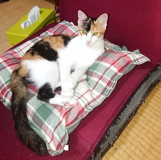 迷子猫の写真1