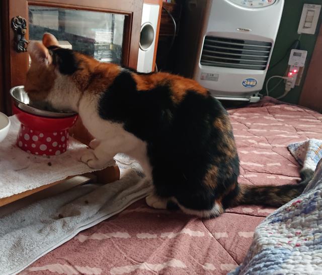 迷子猫の写真2