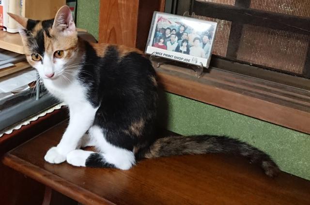 迷子猫の写真3