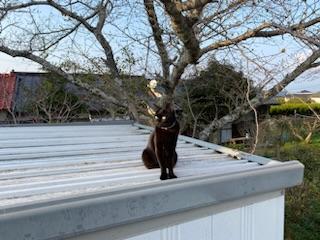 迷子猫の写真2
