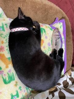 迷子猫の写真3