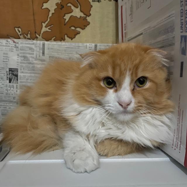 保護猫の写真1