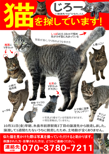 迷子猫No.1990の写真