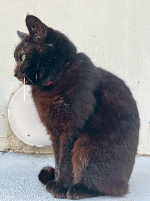 迷子猫の写真2