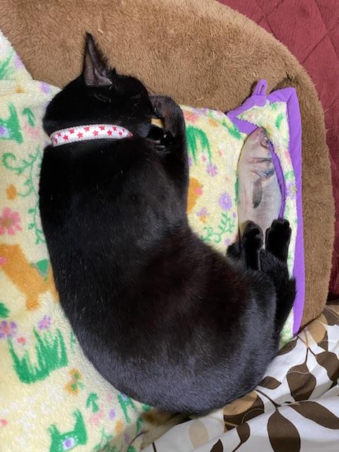 迷子猫の写真2