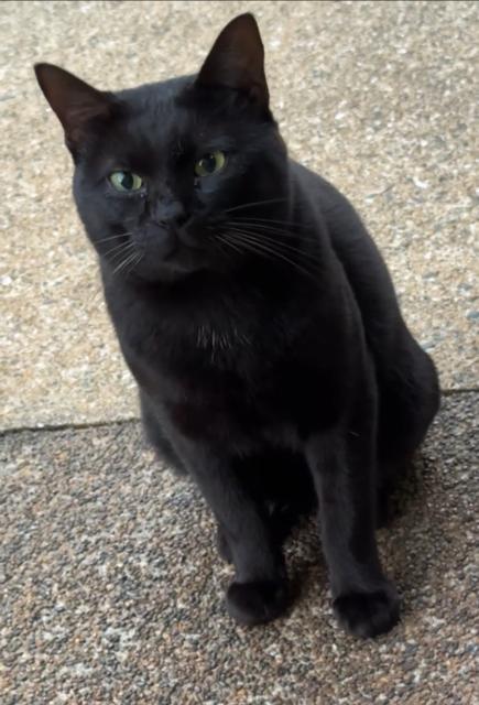 保護猫No.0376の写真