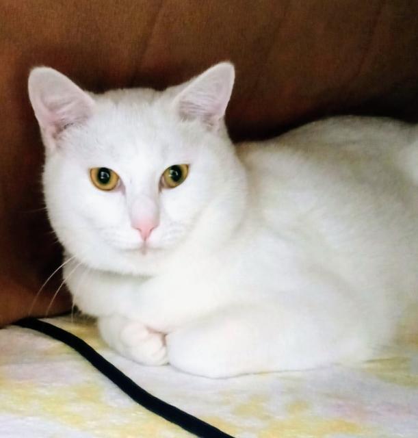 迷子猫の写真1