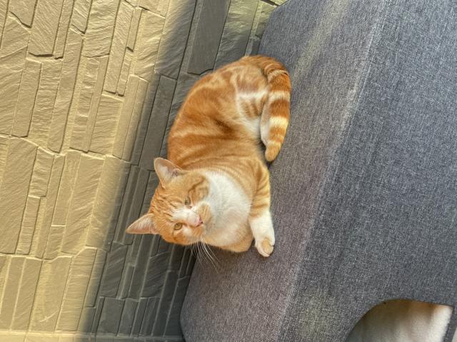 迷子猫の写真1